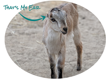 baby-goat4 - The Goat Milk Soap Store
